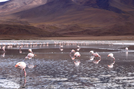 pink flamingos feeding at Laguna in Boliviaの写真素材