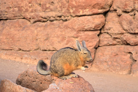 Chinchilla's rock, Roca de viscachas, Cute viscacha in the High Andean Plateau desert in Boliviaの写真素材