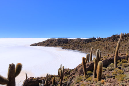 a view from the Isla Incahuasi (cactus island) at Uyuni salt flat in Boliviaの写真素材