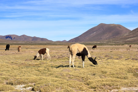 lamas llamas beside the highway between Potosi and Uyuni in Boliviaの写真素材