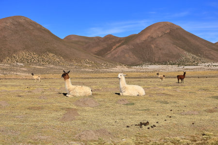 lamas llamas beside the highway between Potosi and Uyuni in Boliviaの写真素材