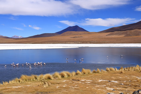Canapa lagoon with James Flamingo (Phoenicoparrus jamesi), Uyuni in Boliviaの写真素材