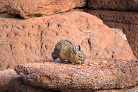 Chinchilla's rock, Roca de viscachas, Cute viscacha in the High Andean Plateau desert in Bolivia