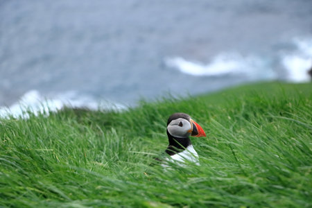 sitting puffin at the Faroe Islands, Mykines, Denmark in Europeの写真素材