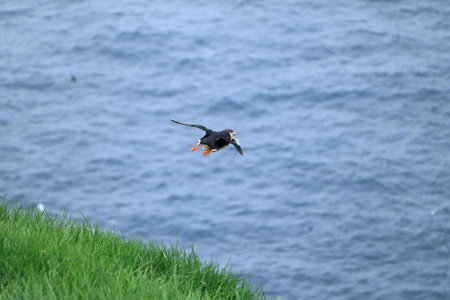 flying Puffin at the Faroe Islands, Mykines in Europeの写真素材