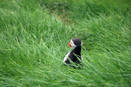 sitting puffin at the Faroe Islands, Mykines, Denmark in Europe