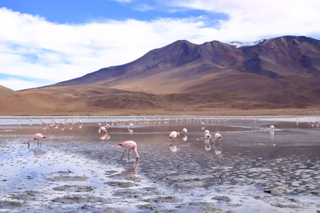 pink flamingos feeding at Laguna in Boliviaの写真素材