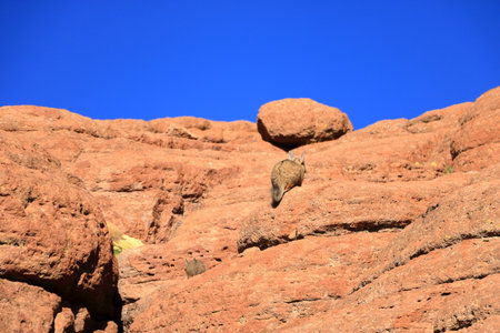 Viscacha in the High Andean Plateau desert in Boliviaの写真素材