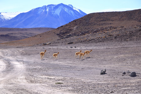 Wild vicunas in Bolivia in South Americaの写真素材