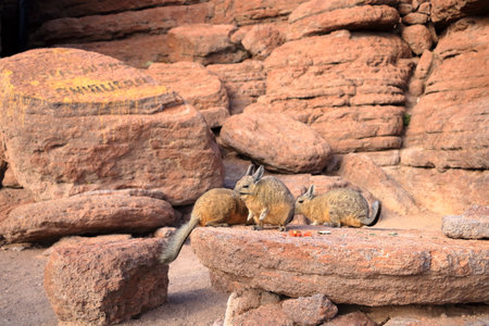 Chinchilla's rock, Roca de viscachas, Cute viscacha in the High Andean Plateau desert in Boliviaの写真素材