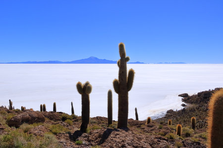 a view from the Isla Incahuasi (cactus island) at Uyuni salt flat in Boliviaの写真素材