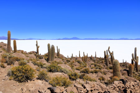 Cactus on cactus island (Isla Incahuasi) in the salt flat desert of Uyuni in Boliviaの写真素材