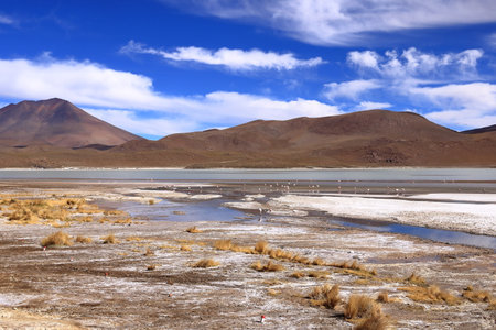 Laguna Hedionda, Bolivia. Andean wildlife. a Bolivian lagoon with flamingosの写真素材