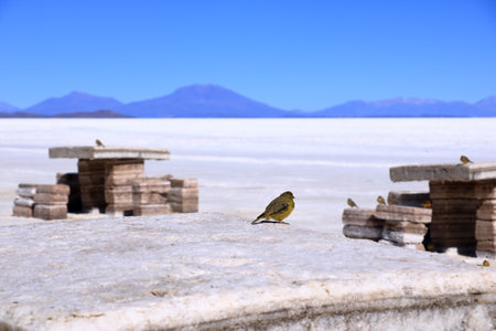 Black-hooded Sierra-finch or Phrygilus atriceps near cactus Isla Incahuasi in the middle of Salar de Uyuni, salt flat in Boliviaの写真素材