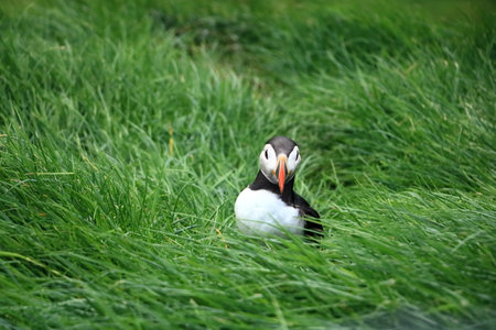 sitting puffin at the Faroe Islands, Mykines, Denmark in Europeの写真素材