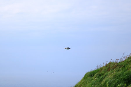 flying Puffin at the Faroe Islands, Mykines, Denmark in Europeの写真素材