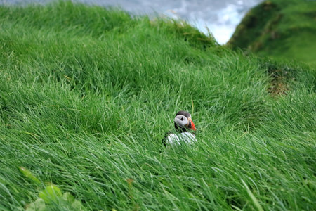 sitting puffin at the Faroe Islands, Mykines, Denmark in Europeの写真素材
