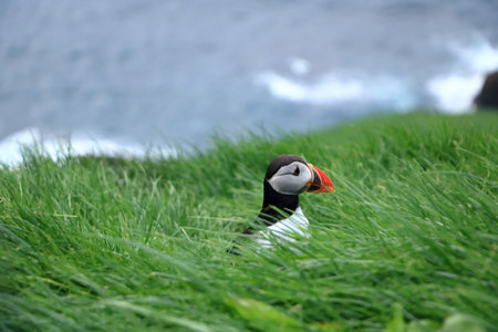 sitting puffin at the Faroe Islands, Mykines, Denmark in Europeの写真素材