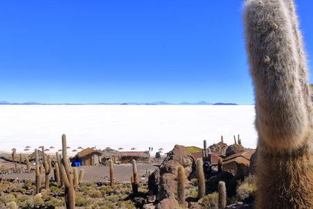 a view from the Isla Incahuasi (cactus island) at Uyuni salt flat in Boliviaの写真素材