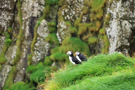 Puffin with fish in the mouth at the Faroe Islands, Mykines, Denmark in Europeの写真素材