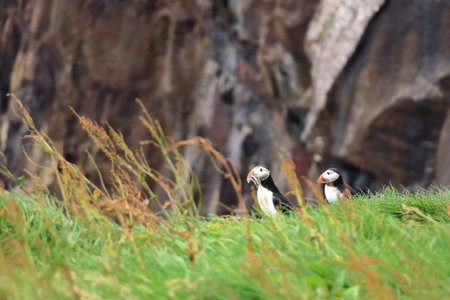 Puffin with fish in the mouth at the Faroe Islands, Mykines, Denmark in Europeの写真素材