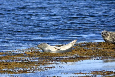 seal in Iceland posing near Illugastadir on Vatnsnes peninsulaの写真素材