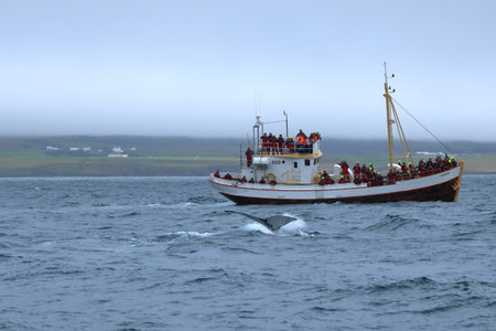 Hrisey in Iceland - September 01 2025: people on a whale watching safari boat in the Eyjafjordur fjordのeditorial素材