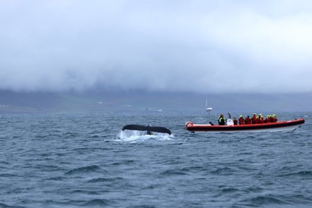 Hrisey in Iceland - September 01 2025: people on a whale watching safari boat in the Eyjafjordur fjordのeditorial素材