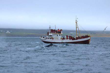 Hrisey in Iceland - September 01 2025: people on a whale watching safari boat in the Eyjafjordur fjordのeditorial素材