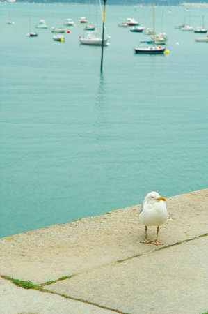 a sea gull standing at the edge of a dockの写真素材
