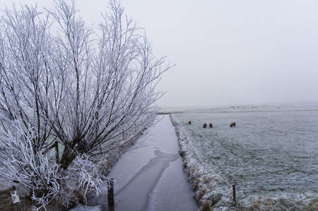 A frozen field and trees with frozen twigsの写真素材
