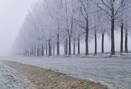 A frozen field and trees with frozen twigsの写真素材