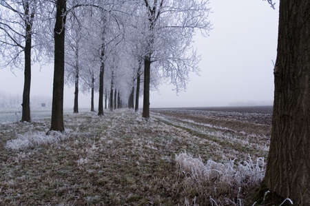 A frozen field and trees with frozen twigsの写真素材