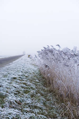 A frozen field and trees with frozen twigsの写真素材