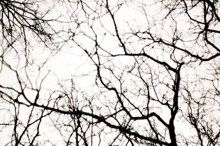 Branches of multiple trees layered against the skyの写真素材