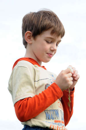 boy tears away the petals of camomile