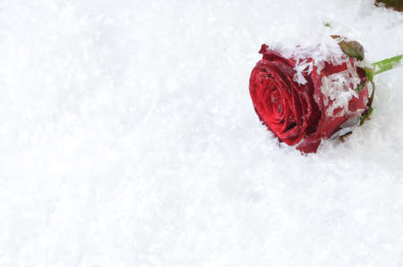 Red rose isolated on the white snow backgroundの写真素材