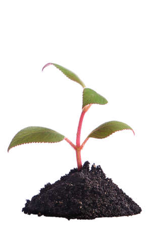 Green sprout growing from soil. Isolated on white.の写真素材