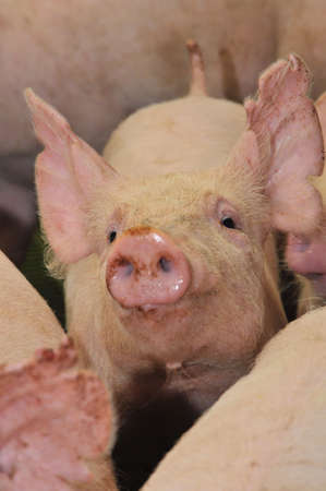 Pigs on a farm