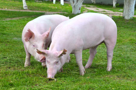 young pigs breeds の写真素材