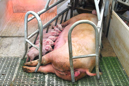New born pigs eatingの写真素材
