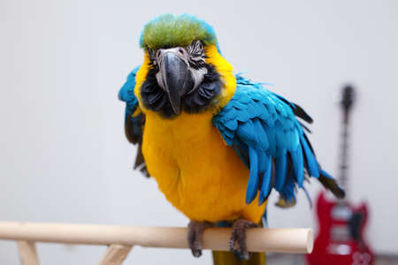 Blue-yellow macaw parrot portraitの写真素材