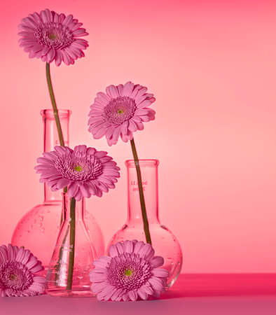 laboratory flasks with gerbera flowers. Background for a postcard for a doctor, laboratory assistant, phlebotomistの写真素材