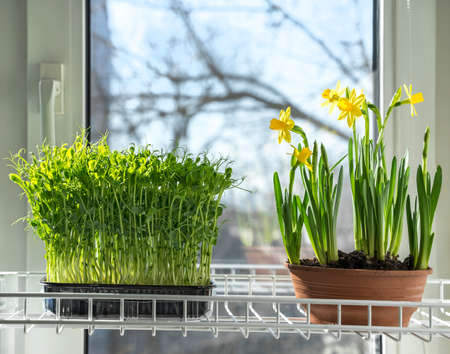 Vegetable garden on the windowsill, growing spring microgreens and daffodil flowers in used plastic packagingの写真素材