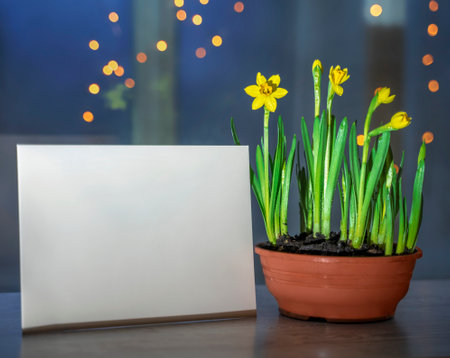 blooming daffodils in a flower pot on the windowsill and an envelope with copy spce, evening atmospheric compositionの写真素材
