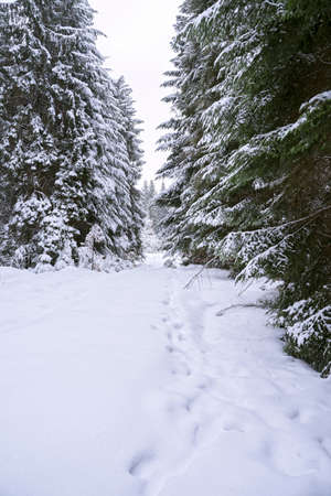 winter view of the forest covered with snowの写真素材