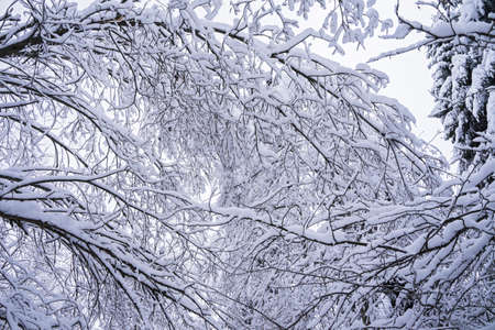 winter view of the forest covered with snowの写真素材