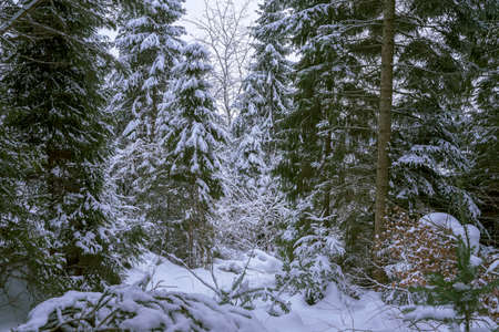 winter view of the forest covered with snowの写真素材