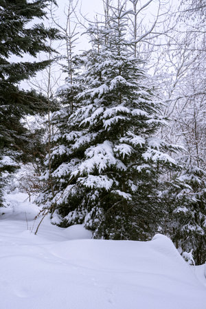 winter view of the forest covered with snowの写真素材