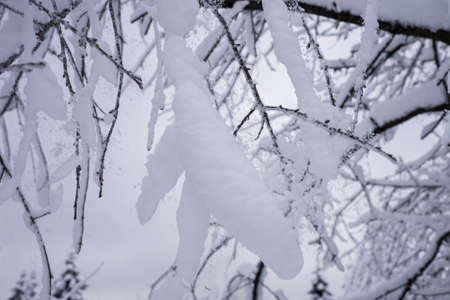 winter view of the forest covered with snowの写真素材